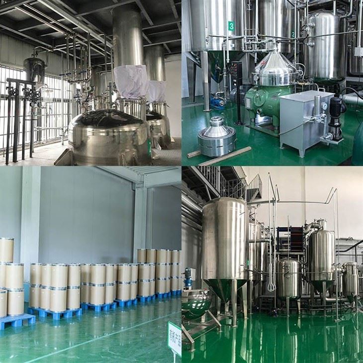 Angelica Acutiloba Root Extract factory